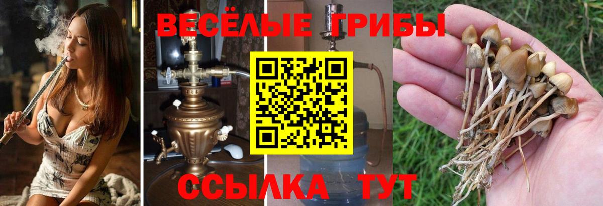 цена   Вход с VPN  Лениногорск  Галлюциногенные грибы мицелий 